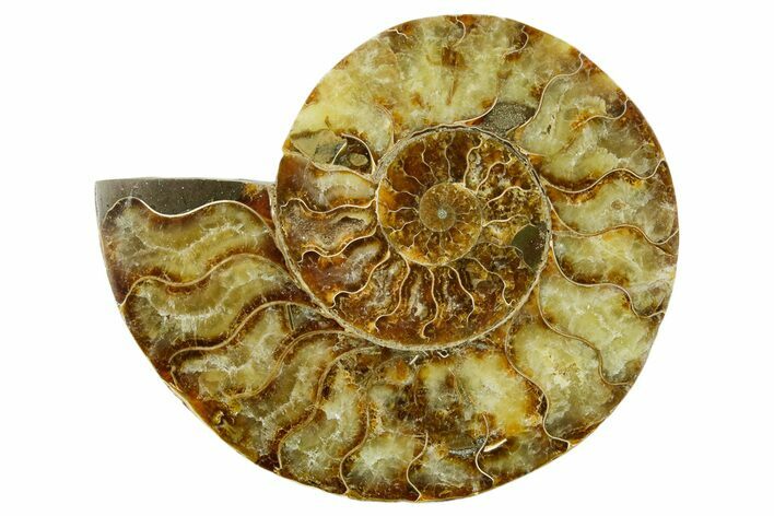 Cut & Polished Ammonite Fossil (Half) - Madagascar #383978